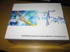 科研小鼠apelin 12(AP12)ELISA试剂盒厂家_供应产品_上海妙研生物科技